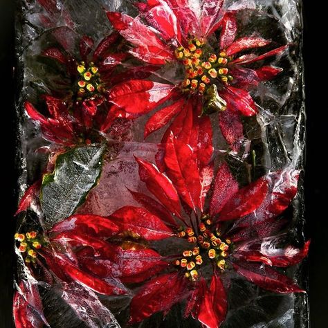 Skin Herbs, South African Flowers, Frozen Flowers, Flower Reference, Ice Photography, Ice Art, Colossal Art, African Flowers, Black Roses