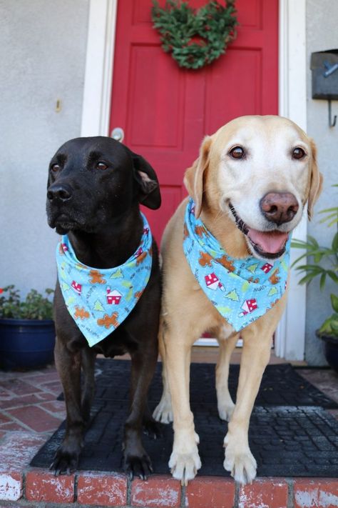 Dog Bandanna Diy, Diy Dog Bandana, Dog Bandana Tutorial, Bandana Tutorial, Dog Bandana Diy, Bandana Crafts, Bandanas Diy, Dog Clothes Patterns Sewing, Dog Bandana Pattern