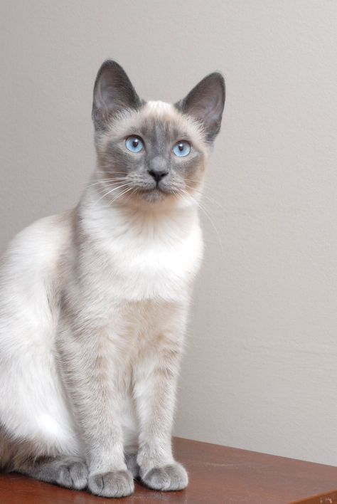 babies | Blue Eyes Cattery- Siamese & Snowshoe Kittens Gray Siamese Cats, Blue Point Siamese Kitten, Siamese Mix Cats, Siamese Cats Aesthetic, Lilac Point Siamese, Blue Point Siamese, Snowshoe Siamese, Siamese Kitty, C Is For Cat