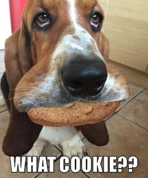 USA FEDERAL GOVERNMENT FEDERAL RECORDS OF STUPID ASSES THOUGHT I SHARE THEY THINK NO 1 NOTICES?- WOWW!- WHERES MY COOKIE?-- AM A COOKIE MONSTER!-- LAUGHING AT STUPID ASSES READ IT!-- LAUGHING RED!- LOG DATE OCTOBER 9,2018 TIME 1:00PM Dog Whiskers, Basset Dog, Basset Puppies, Number Tattoo, Basset Hound Puppy, Hound Puppies, Christmas Memes, Dog Shaming, Basset Hound Dog