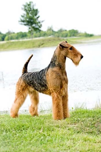 Airedale Dogs, Lakeland Terrier, Welsh Terrier, Terrier Breeds, Purebred Dogs, Terrier Puppies, Airedale Terrier, Fox Terrier, Dog Show