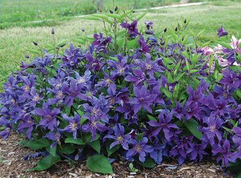 Sapphire Indigo™ Clematis | Star Roses & Plants Blue Clematis, Gladiolus Bulbs, Low Growing Shrubs, September Sapphire, Garden Bulbs, Ground Cover Plants, Rare Flowers, Fruit Garden, Container Flowers