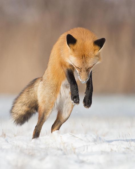 Volpe Artica, Fox Facts, Jumping Fox, Weight Exercises, Fox Pictures, Simple Exercises, Animal Study, Pet Fox, Fox Art