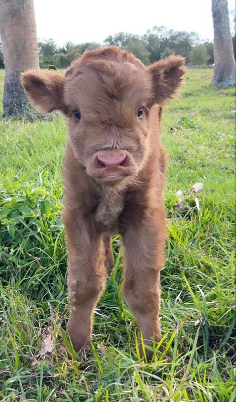 COW Cute Cow Lockscreen, Shampooed Cows, Fuzzy Cows, Cows Cute, Brindle Dog, Farm Animal Paintings, Miniature Cows, Cows Farm, Pet Cows