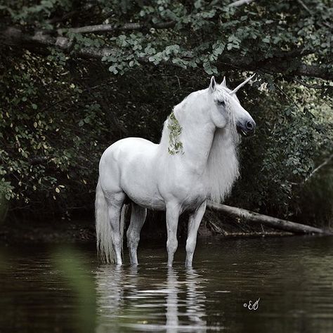 Magic in the North . . © Dont use without Permission! Unicorn Day, Unicorn And Fairies, Unicorn Photos, Real Unicorn, Unicorn Pictures, Fantasy Horses, Unicorns And Mermaids, The Last Unicorn, Unicorn Horse