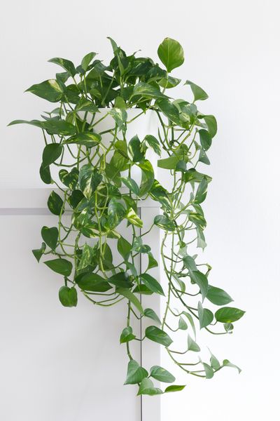 Best Bathroom Plants, Jasmine Plant, Living Room Plants, Ficus Elastica, Floor Plants, Pothos Plant, Soda Bottle, Best Indoor Plants, Bathroom Plants