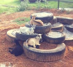 DIY Tiered Tire Goat Playground - PetDIYs.com Goat Shelter Diy, Goat Enrichment, Goat Projects, Swamp Garden, Goat Playground, Goat Toys, Keeping Goats, Pygmy Goats, Goat Shelter