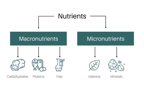 Macro Vs Micro Nutrients, Macro Micro Nutrients, Macronutrients And Micronutrients, Macro And Micro Nutrients, Nutrition Poster, Micro Nutrients, Health Management, Digestive System, Nursing School