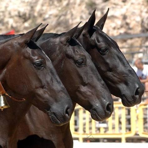 Sculpture Reference, Horse Heads, Horse Inspiration, Animal Reference, Black Horses, Friesian Horse, Majestic Horse, Horse World, All The Pretty Horses