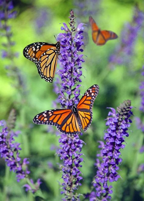 Flowers That Attract Butterflies, Most Beautiful Butterfly, October Flowers, Butterfly Species, Butterfly Quotes, Butterfly Images, Butterfly Bush, Butterfly Pictures, Attract Butterflies