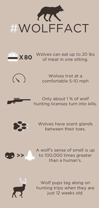 Facts About Wolves Wolf Facts, Facts About Wolves, Wolves Tattoo, Wolf Stuff, Wolf Quotes, Wolf Love, Wild Wolf, Wolf Pictures, Wolf Spirit