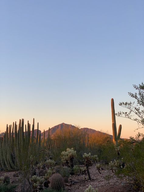 Arizona Aesthetic, Instagram Archive, Desert Aesthetic, Arizona Sunset, Desert Vibes, Desert Garden, Pretty Landscapes, Arizona Travel, Road Trip Usa