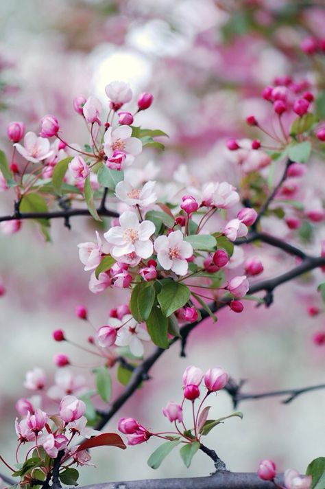 Crabapple branches. For a tall bouquet, I'd put these in a vase. Forget those tall, formal, contrived towers. Crab Apple, Spring Blossom, Flowering Trees, Flowers Nature, Beautiful Blooms, Love Flowers, Flowers Photography, My Flower, Pretty Flowers