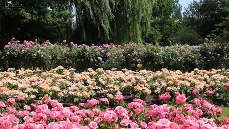 How to grow ground cover roses – expert advice for abundant low-growing flowers Ground Cover Roses, Scandi Living, Interior Design Advice, Design Advice, Growing Flowers, Ground Cover, Beach Blanket, Gardening Ideas, How To Grow