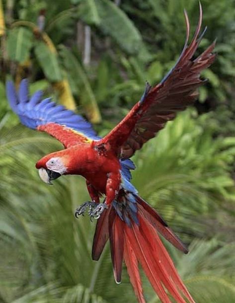 Beautiful Bird Wallpaper, Parrot Flying, Birds Pictures, Parrot Wallpaper, Jungle Birds, Scarlet Macaw, Parrots Art, Macaw Parrot, Colorful Parrots