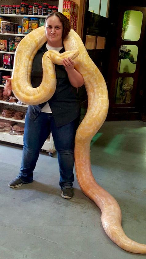 Kristal posing with our huge Albino Burmese Python (Python bivittatus) #igotthis Python Royal, Terrifying Stories, Burmese Python, Cool Snakes, Giant Snake, Pretty Snakes, Albino Animals, Snake Lovers, Cute Snake