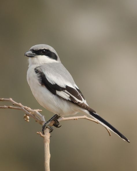 Shrike Tattoo, Shrike Bird, Air Animals, Loggerhead Shrike, Grey Bird, Wildlife Biologist, Nikon D7000, Beautiful Landscape Wallpaper, Hozier