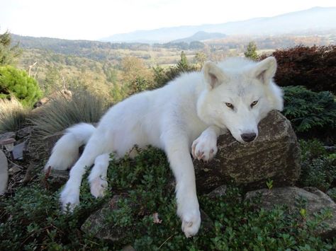 Lobo branco. Funny, Dogs, Husky, Always On My Mind, White Wolf, Group Of Friends, Beautiful Images, Heavy Metal, Green