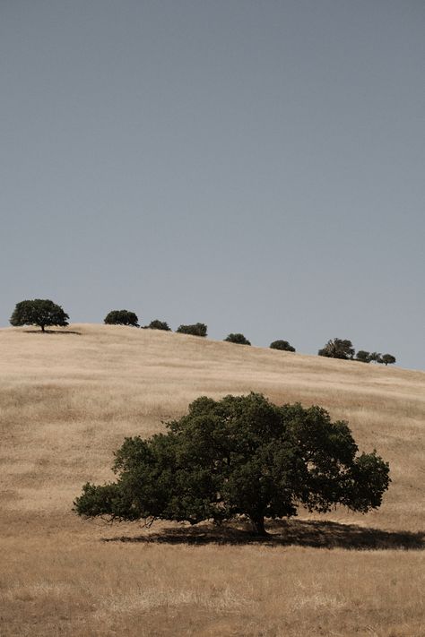 Soft Landscape, California Hills, Golden Field, Minimal Landscape, Short Hills, Golden Hill, California Landscape, Wood Siding, Rolling Hills