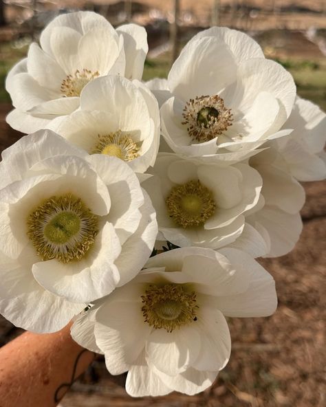 White Anemones! Just divine! Anemone Aesthetic, Flower List, White Anemones, Green Knight, List Of Flowers, White Anemone, Fall Floral, Anemone, Flowers