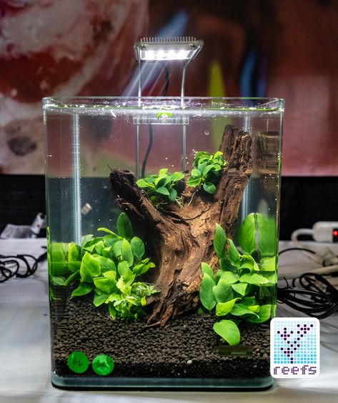 Aquarium For Betta Fish, Betta Fish Aquascape, Small Betta Tank, Mini Aquarium Ideas, Small Betta Fish Tank Ideas, Betta Aquarium Ideas, Betta Tank Ideas, Small Fish Tank Ideas, Betta Aquascape