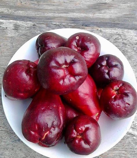 Rose Apple Fruit, Sources Of Fibre, Rose Apple, Island Culture, Caribbean Restaurant, Saint Vincent And The Grenadines, Jamaican Food, Caribbean Culture, Apple Roses