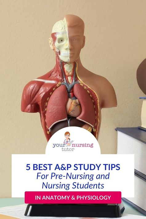 Anatomy and Physiology is a common pre-requisite for nursing students, but it can be hard to memorize the immense amount of information you're required to know. Here are 5 A&P study tips for nursing that will help you get better grades in your science pre-requisites, so you can improve retention and remember more important information for nursing school. Physiology Study Tips, Physiology Study, Get Better Grades, Nursing Classes, Better Grades, Neural Connections, Anatomy Physiology, Best Study Tips, Nursing School Notes