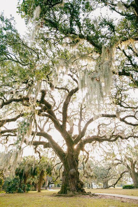 Need to Heal? Find a Tree - Lions Roar New Orleans Oak Trees, Southern Live Oak Tree, Oak Tree Painting, Southern Live Oak, Oak Tree Art, Big Oak Tree, Lions Roar, Live Oak Tree, Sentimental Art