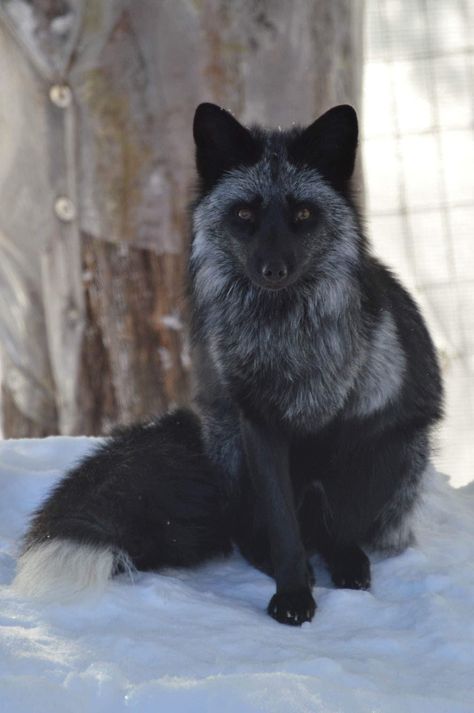 Fox Breeds, Fox Bedding, Melanistic Animals, Fox Clothing, Fox Pillow, Fox Hoodie, Fox Jewelry, Fox Pictures, Fox Shirt