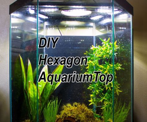 DIY Aquarium Ideas - Hexagon Aquarium Top - Cool and Easy Decorations for Tank Aquariums, Mason Jar, Wall and Stand Projects for Fish - Creative Background Ideas - Fun Tutorials for Kids to Make With Plants and Decor - Best Home Decor and Crafts by DIY JOY http://diyjoy.com/diy-aquariums Tree Frogs, Hexagon Fish Tank, Hexagon Aquarium, Whites Tree Frog, Diy Led, Aquarium Tank, Led Diy, White Tree, Fish Tank