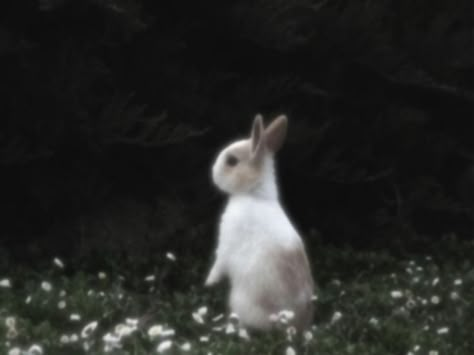 Nature Aesthetic Green, Rabbit Aesthetic, Gloomy Coquette, Aesthetic Green, + Core + Aesthetic, Fantasy Aesthetic, White Rabbit, Dark Forest, Nature Aesthetic