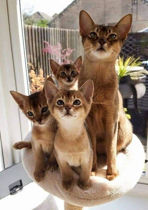 Image Chat, Abyssinian Cats, Abyssinian, Cute Cat Gif, Cute Kittens, Cat Tree, Cat Care, Cats Meow, Pretty Cats