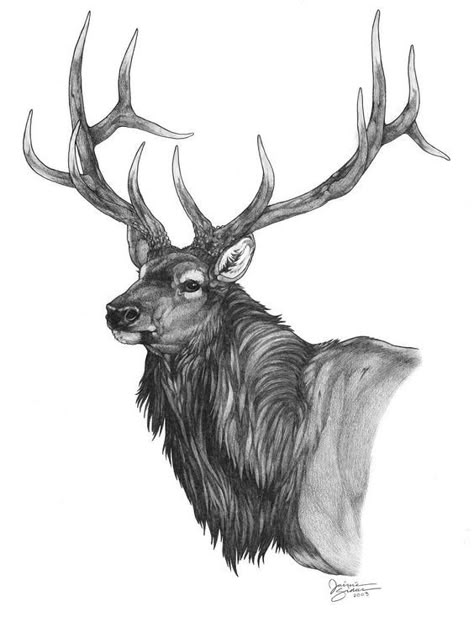 Elk Drawing, Elk Tattoo, Elk Art, Elk Pictures, Stag Tattoo, Beautiful Pencil Drawings, Hunting Tattoos, Deer Drawing, Deer Tattoo