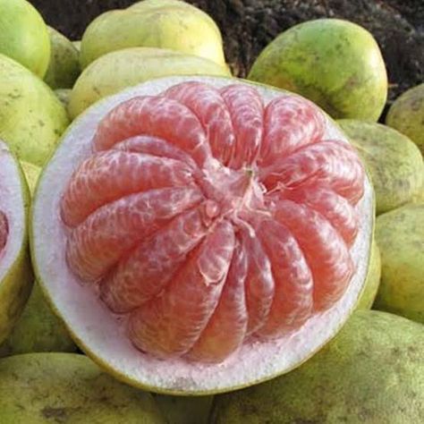 Jeruk bali, jeruk besar, atau pomelo merupakan jeruk penghasil buah terbesar. Nama "pomelo" sekarang disarankan oleh Departemen Pertanian karena jeruk ini tidak ada kaitannya dengan Bali Jeruk Bali, Thai Fruit, Salvation Scriptures, Oleh Oleh, Kinds Of Fruits, Loving God, Health Center, Grapefruit, Vegetarian Recipes