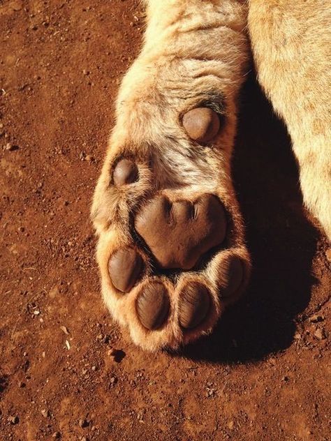 Dead Dog, Lion Paw, Paw Pads, That Feeling, Long Day, Cat Paws, Squirrels, Dog Paws, Grocery Shopping