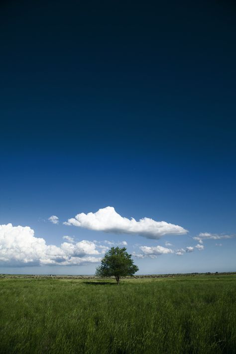 Big Trees, Lone Tree, Silly Cats Pictures, Tree Photography, Big Tree, Creative Lighting, Beautiful Flowers Pictures, Photo Tree, Landscape Pictures