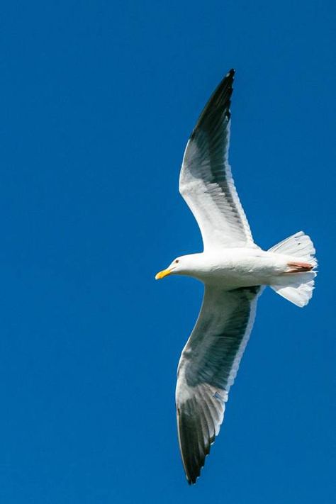 Seagull Flying Over Ocean, Sea Gulls Flying, Seagulls In Flight, Seagull In Flight, Seagull Photography, Flight Wings, Flying Seagull, Bird Painting Acrylic, Sea Gulls