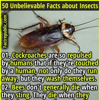 Do You Know Facts, Human Psychology Facts So True, Facts About Insects, Epic Facts, Fun Facts Mind Blown, Forbidden Knowledge, Science Knowledge, Fact Republic, Science Fact