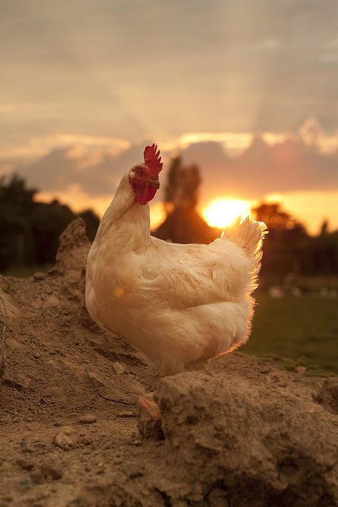 Nice Places, Chickens And Roosters, Hens And Chicks, Raising Chickens, Country Farm, Chickens Backyard, Chicken Coop, Country Life, Aesthetically Pleasing