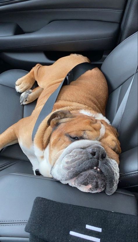 Bulldog Aesthetic, Aussie Bulldog, Roscoe Hamilton, American Bully Dog, Cute Bulldog Puppies, School Trips, F1 Lewis Hamilton, Bulldog Pics, Bulldog Funny