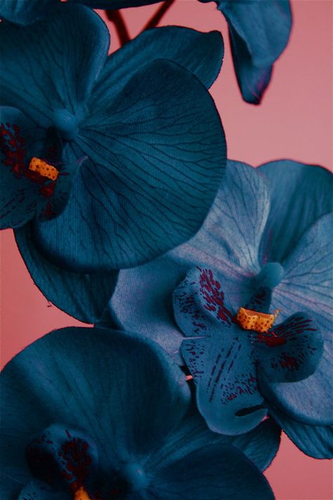 Black orchids     Orchidaceae Apartment Lighting, Genius Ideas, Blue Orchids, Beautiful Orchids, Exotic Flowers, Love Flowers, Pretty Flowers, Color Inspiration, Wallpaper Iphone