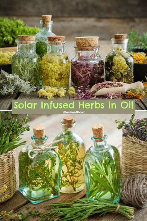 Solar Infused Herbs in Oil How To Make Infused Oils, Infused Cooking Oils, Herbalistic Medicine, Homemade Rosemary Oil, Container Herbs, Rosemary Infused Oil, Herbal Oil Recipes, Herbs In Oil, Herb Packaging