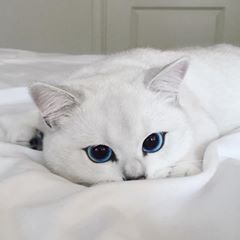 White Cat With Blue Eyes, Cat With Blue Eyes, Gorgeous Cats, Cute Cat Wallpaper, White Cats, Cat Aesthetic, Cute Cats And Kittens, Happy Animals, Cute Cats And Dogs