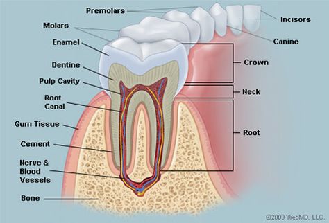 Dental Assistant Study, Teeth Anatomy, Teeth Pictures, Heal Cavities, Kedokteran Gigi, Dental Hygiene School, Dental Anatomy, Human Teeth, Health Pictures