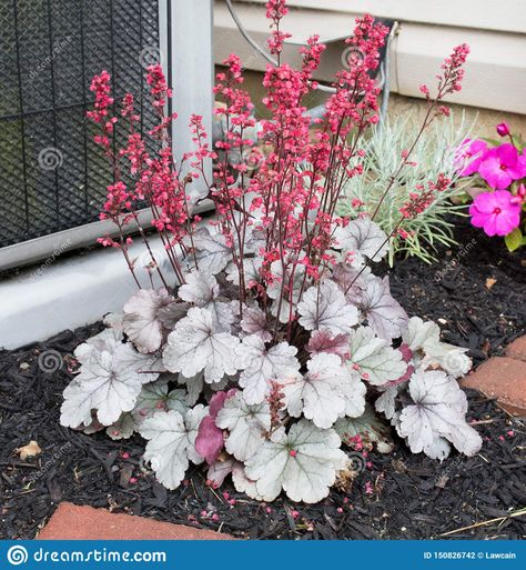 Silver Gumdrop Coral Bells in Full Bloom Stock Photo - Image of blossoms, grow: 150826742 Coral Bells Plant, Perennials Low Maintenance, Best Plants For Shade, Easy Perennials, Hummingbird Plants, Lenten Rose, Best Perennials, Organic Mulch, Coral Bells