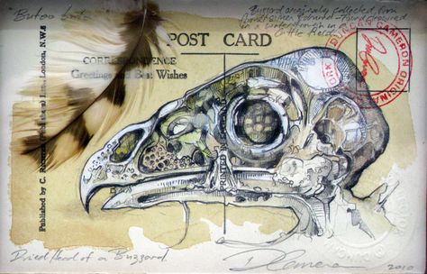 Natural History Postcard UK Artist Duncan Cameron  www.duncancameron.org Flight Gcse Art, Bird Bones Drawing, Duncan Cameron Art, Chin Colle, Skull Gcse Art Page, Art With Animal Bones, Real Animal Skull Art, Duncan Cameron, Animal Skull Still Life