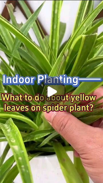 Gardening | Housewife | Farm on Instagram: "Tips on caring for spider plants #garden #plants #indoorplants #houseplants #indoorgarden #homegarden #spiderplant #planting #gardening #gardeningtips" Spider Plant Care Indoor, Spider Plant Care, Farm Tips, Spider Flower, Spider Plant, Best Indoor Plants, Plant Information, Indoor Jungle, Plants Garden