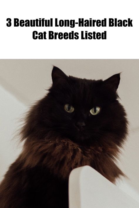 Meet '3 Beautiful Long-Haired Black Cat Breeds' in our newest post. Learn about these striking breeds, their characteristics, and what makes each one unique. Click to discover more. #LongHairedCats #BlackCatBreeds Long Hair Cats Breeds Beautiful, Longhaired Black Cat, Long Hair Black Cats, Black Cat Breeds Long Hair, Black Cat Long Hair, Long Hair Cats Breeds, Black Long Haired Cat, Long Haired Black Cat, Black Fluffy Cat