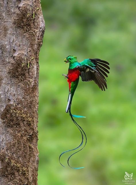 Resplendent Quetzal (Pharomachrus mocinno) in mid-flight to its nest in Costa Rica Quetzal Tattoo, Resplendent Quetzal, Bird Breeds, Aztec Tattoo Designs, Jungle Birds, Guatemala Travel, Bird Wings, Small Birds, Bird Photography