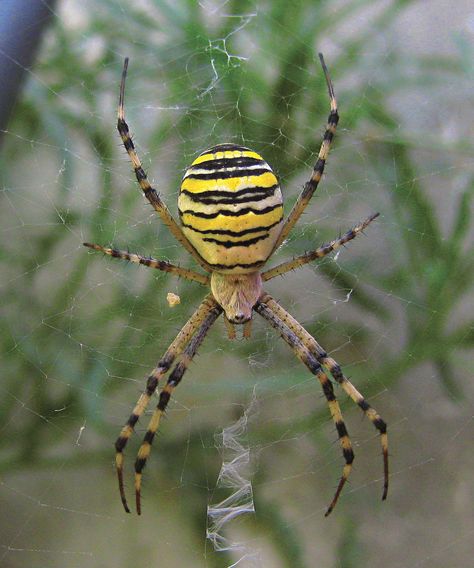 Giant Spiders, Giant Spider, Small Computer, Cool Bugs, Mysterious Places, Happy Times, Arthropods, Fantasy Monster, Arachnids